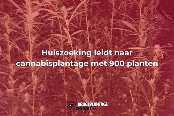 Geel - Huiszoeking leidt naar cannabisplantage met 900 planten